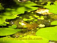 /home//u458753944/public_html/sourcegallery////Frogs/More bullfrogs/DSCN1280.JPG